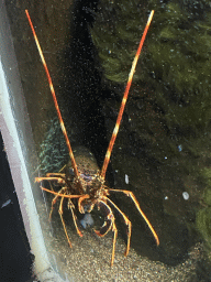 Spiny Lobster at the Dubrovnik Aquarium