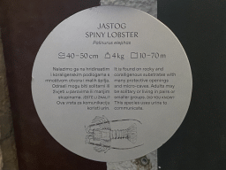 Explanation on the Spiny Lobster at the Dubrovnik Aquarium