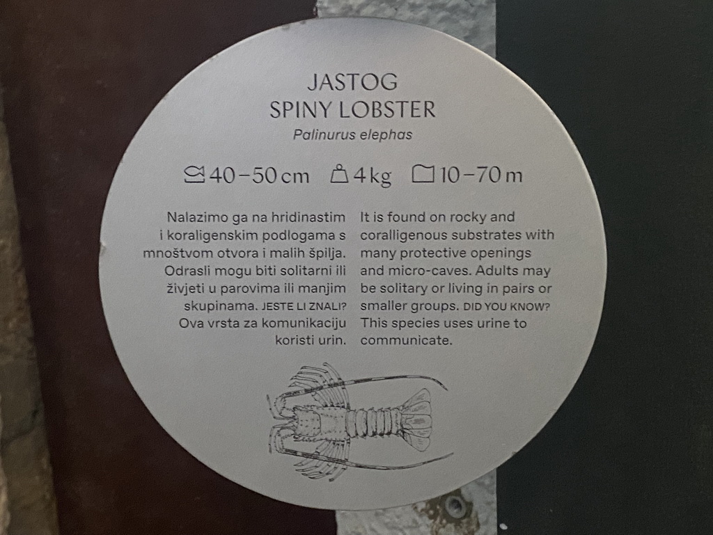 Explanation on the Spiny Lobster at the Dubrovnik Aquarium