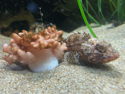 Sea Anemone and Small Red Scorpionfish at the Dubrovnik Aquarium