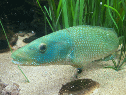 Green Wrasse at the Dubrovnik Aquarium