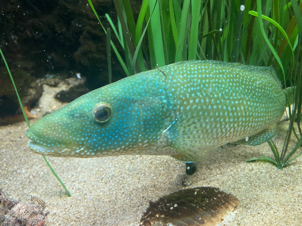 Green Wrasse at the Dubrovnik Aquarium