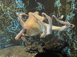 Octopus at the Dubrovnik Aquarium