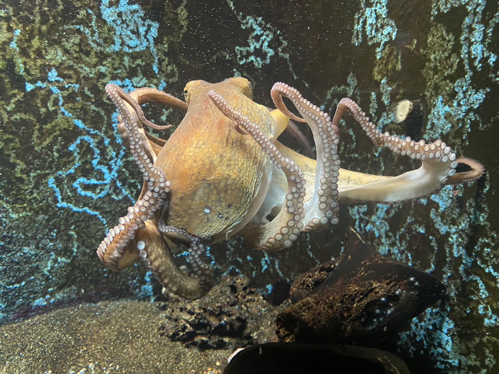 Octopus at the Dubrovnik Aquarium