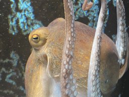 Head of an Octopus at the Dubrovnik Aquarium
