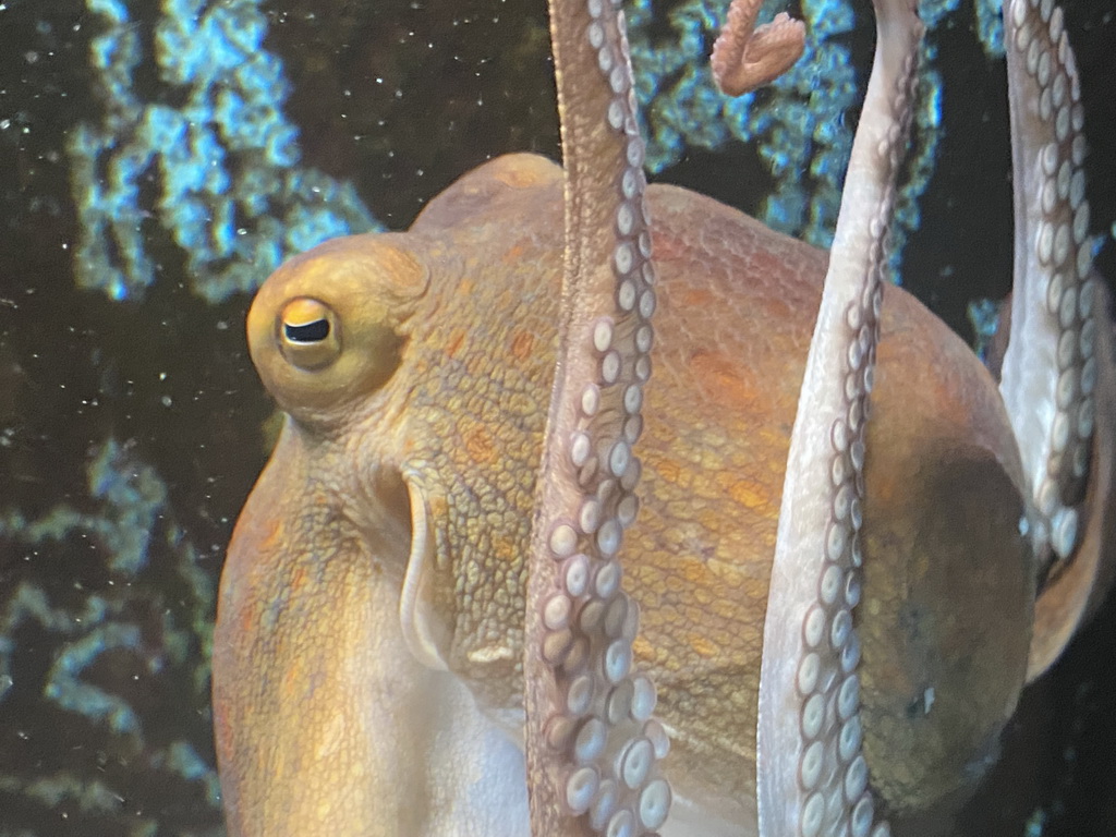Head of an Octopus at the Dubrovnik Aquarium