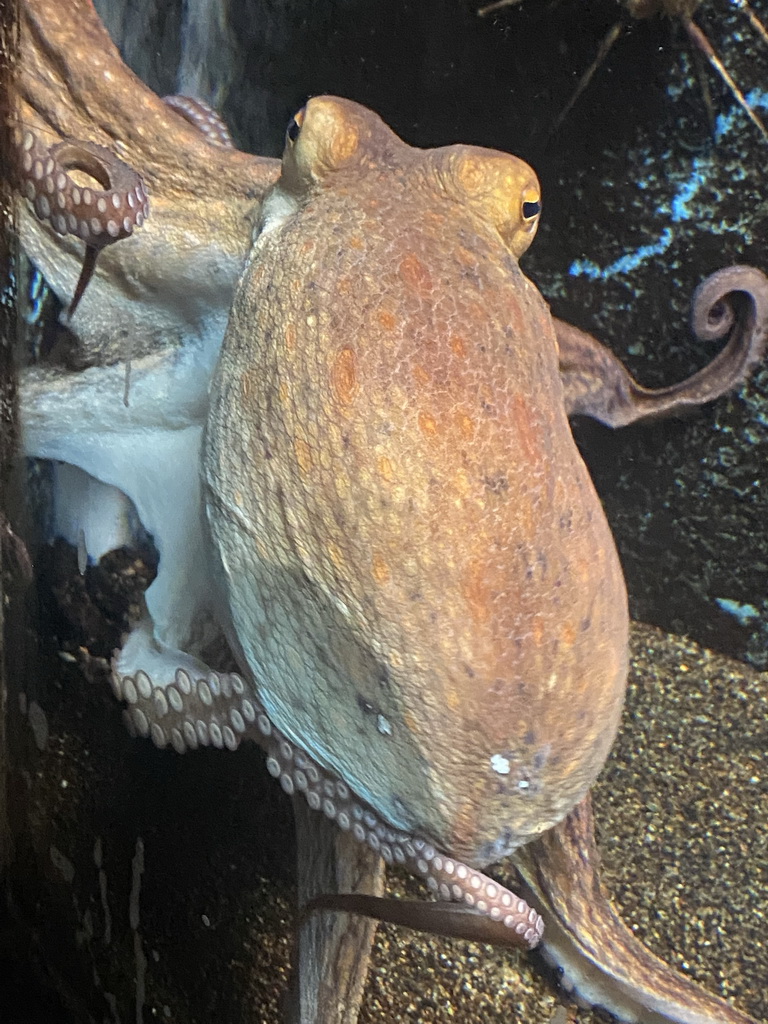 Octopus at the Dubrovnik Aquarium