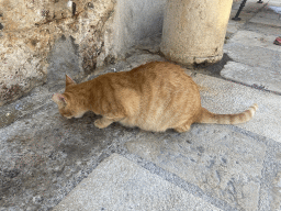 Cat at the Old Port