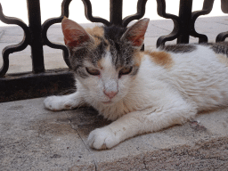 Cat in front of the Serbian Orthodox Church of the Holy Annunciation at the Ulica od Puca street