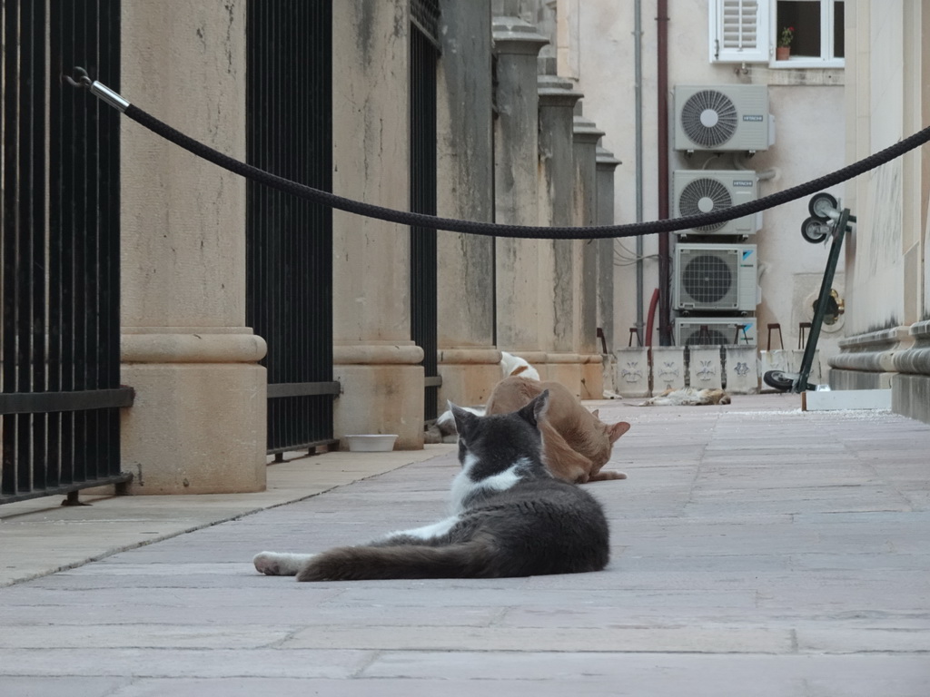 Cats in front of the Serbian Orthodox Church of the Holy Annunciation at the Ulica od Puca street