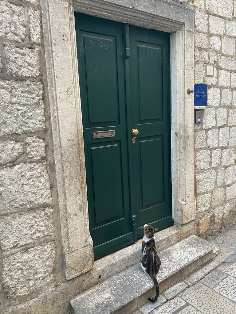 Cat in front of a house at the Ulica Nikole Boidarevica street