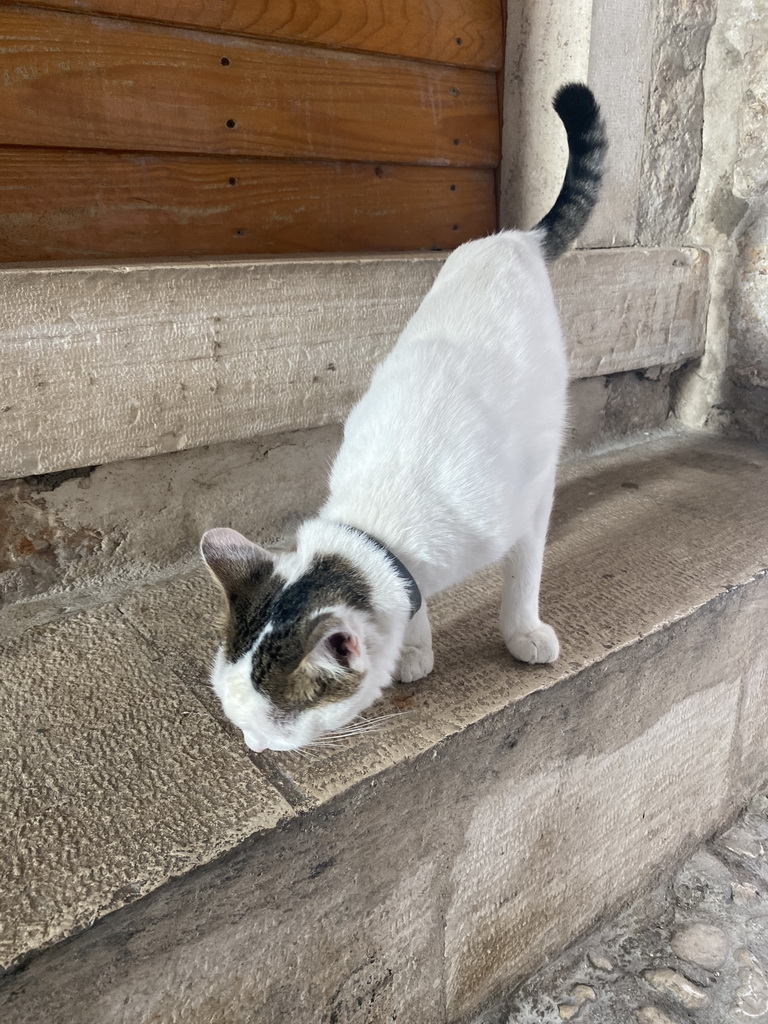 Cat at the Ulica od orte street