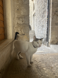 Cat in front of the entrance to the Ethnografic Museum Rupe at the Ulica od orte street