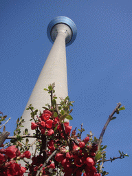 The Rheinturm Düsseldorf, from right below, and flowers in a tree