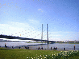 The Rhine shore, the Rheinkniebrücke bridge and the Rhine river