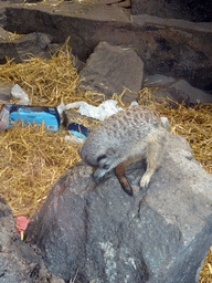 Meerkat at the Edinburgh Zoo