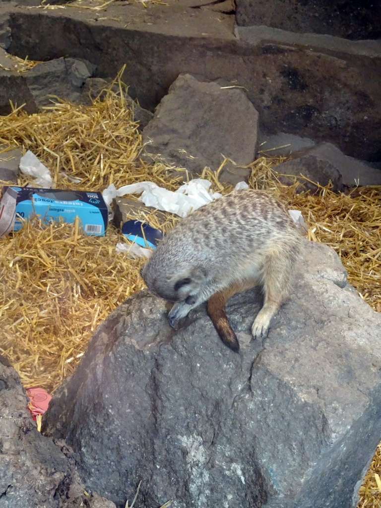 Meerkat at the Edinburgh Zoo