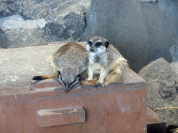 Meerkats at the Edinburgh Zoo