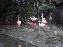 Chilean Flamingos at the Edinburgh Zoo