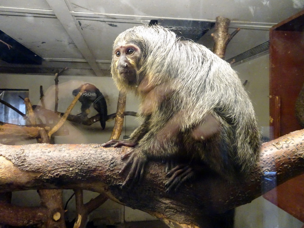 White-facesd Saki at the Edinburgh Zoo