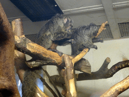 White-faced Sakis at the Edinburgh Zoo