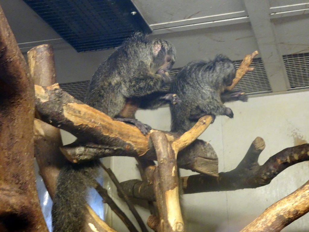 White-faced Sakis at the Edinburgh Zoo