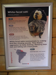 Explanation on the White-faced Saki at the Edinburgh Zoo