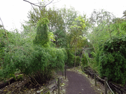 Path at the Monkey Walkthrough at the Edinburgh Zoo