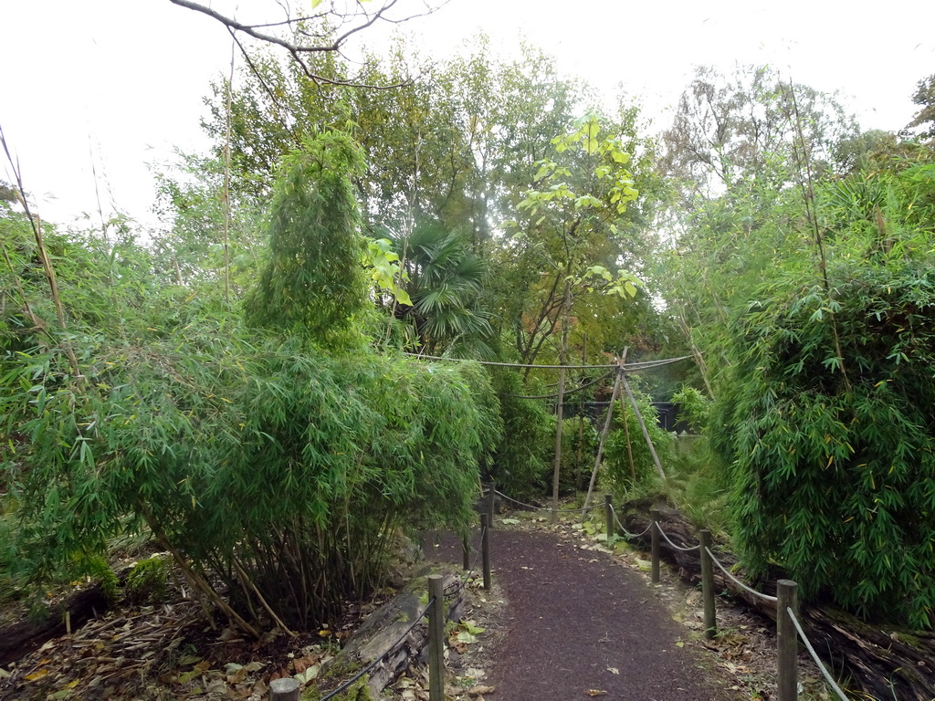 Path at the Monkey Walkthrough at the Edinburgh Zoo