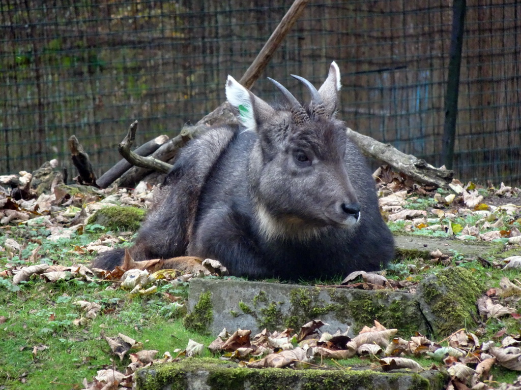 Chinese Goral at the Edinburgh Zoo