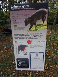 Explanation on the Chinese Goral at the Edinburgh Zoo