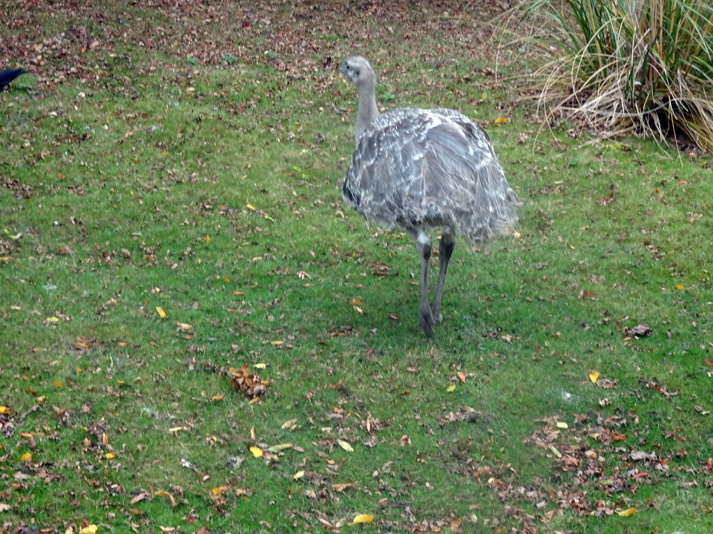 Darwin`s Rhea at the Edinburgh Zoo