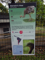 Explanation on the Darwin`s Rhea at the Edinburgh Zoo