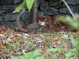 Ring-tailed Lemur at the Lemur Walkthrough at the Edinburgh Zoo