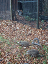 Ring-tailed Lemurs at the Lemur Walkthrough at the Edinburgh Zoo