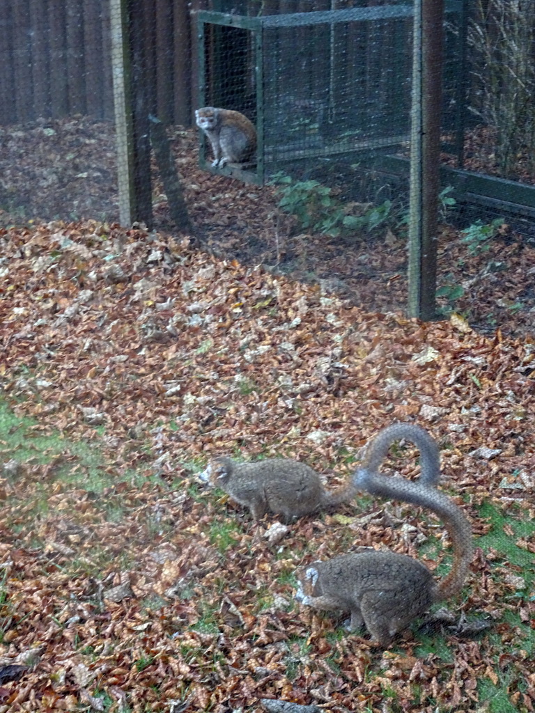 Ring-tailed Lemurs at the Lemur Walkthrough at the Edinburgh Zoo