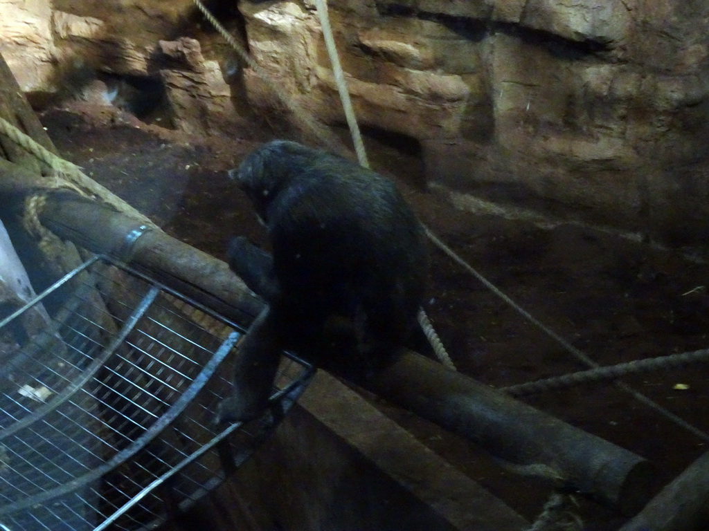 Chimpanzee at the Budongo Trail at the Edinburgh Zoo