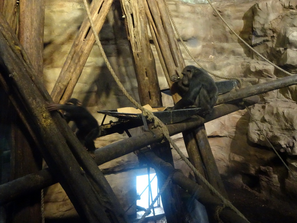 Chimpanzees at the Budongo Trail at the Edinburgh Zoo