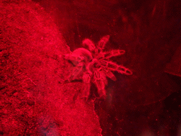 Tarantula at the Creepy Crawlers exhibition at the Budongo Trail at the Edinburgh Zoo