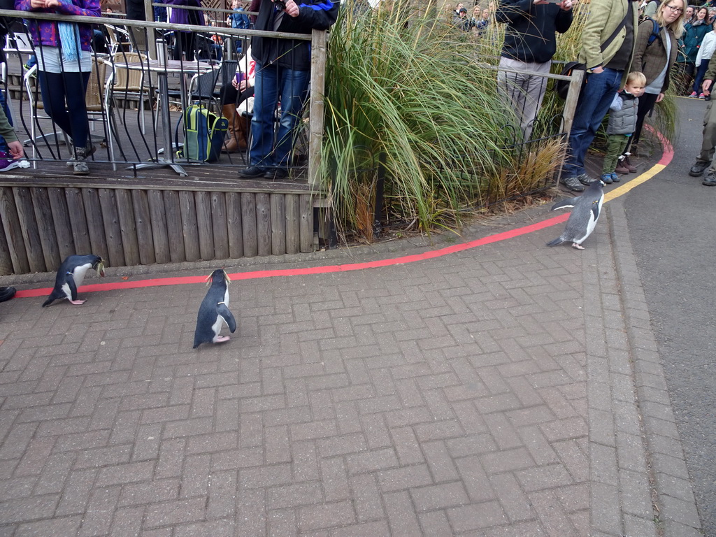 Gentoo Penguin and Northern Rockhopper Penguins during the Penguin Parade at the Penguins Rock at the Edinburgh Zoo