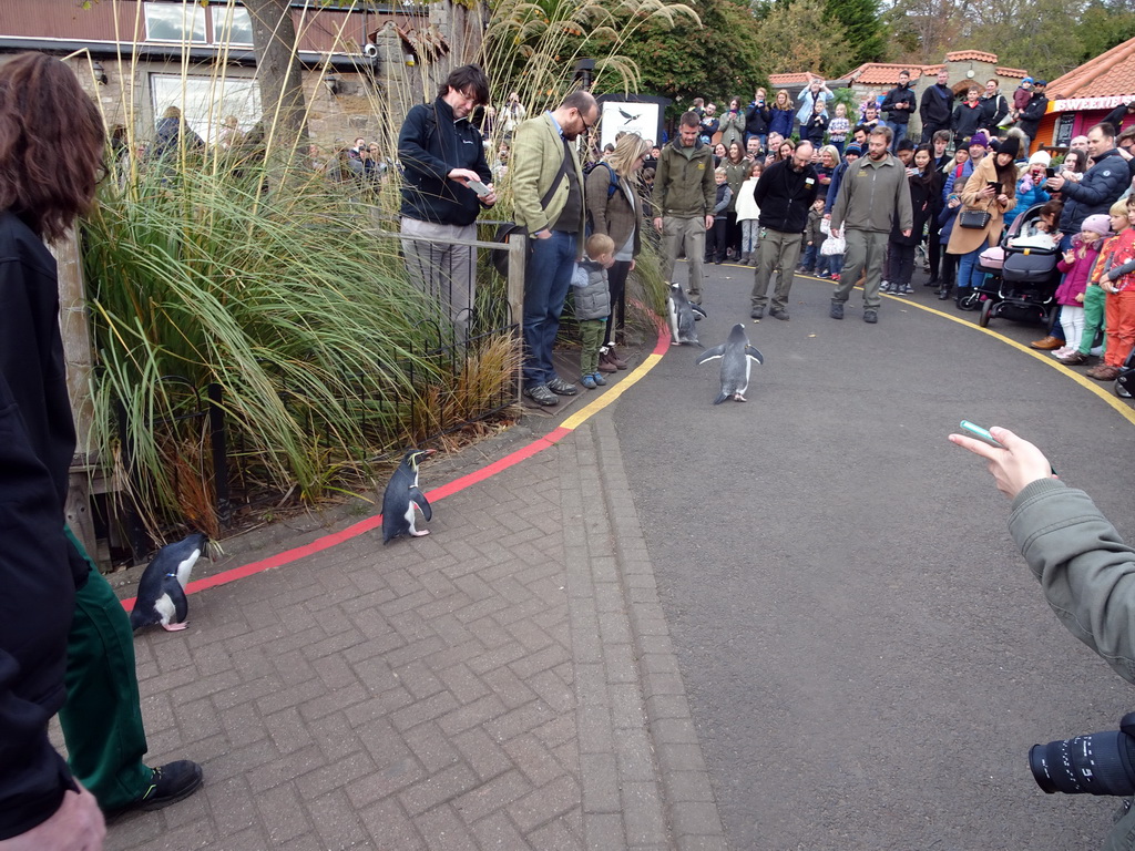 Gentoo Penguins and Northern Rockhopper Penguins during the Penguin Parade at the Penguins Rock at the Edinburgh Zoo