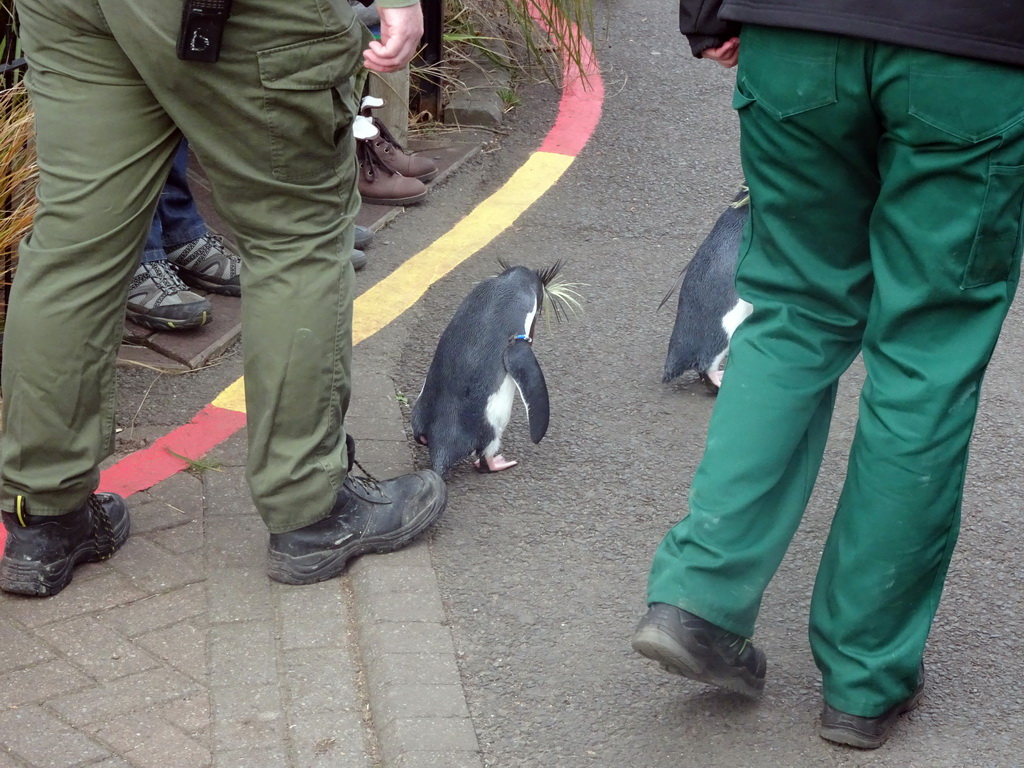 Northern Rockhopper Penguins during the Penguin Parade at the Penguins Rock at the Edinburgh Zoo