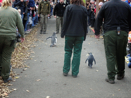 Gentoo Penguins and Northern Rockhopper Penguins during the Penguin Parade at the Penguins Rock at the Edinburgh Zoo