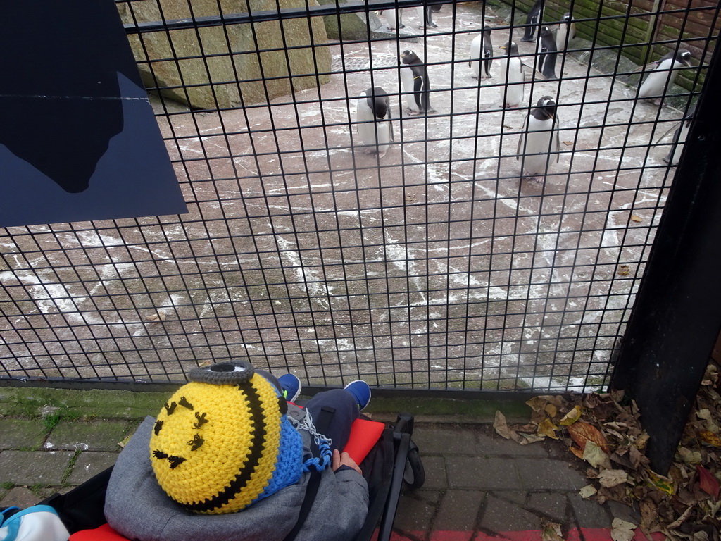 Max with the Gentoo Penguins at the Penguins Rock at the Edinburgh Zoo