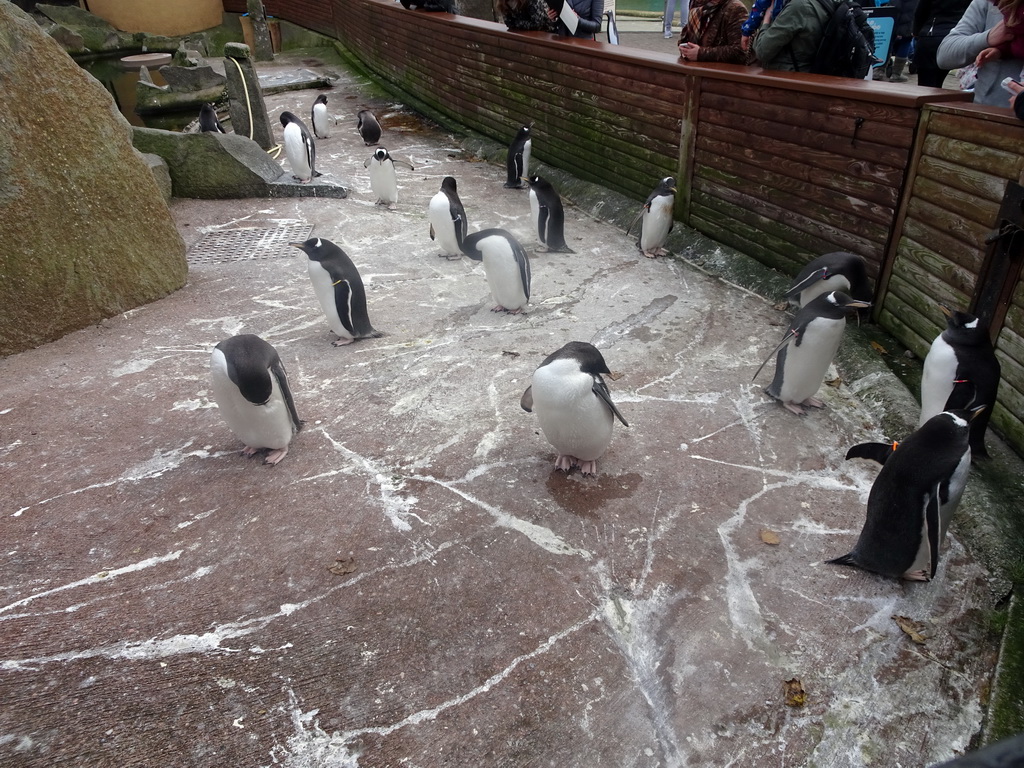 Gentoo Penguins at the Penguins Rock at the Edinburgh Zoo