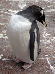 Gentoo Penguin at the Penguins Rock at the Edinburgh Zoo