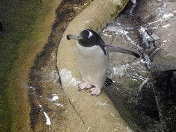 Gentoo Penguin at the Penguins Rock at the Edinburgh Zoo