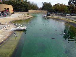 Gentoo Penguins at the Penguins Rock at the Edinburgh Zoo