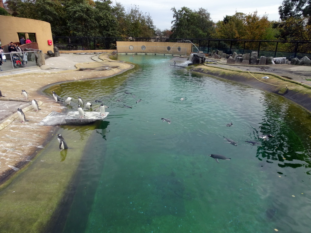 Gentoo Penguins at the Penguins Rock at the Edinburgh Zoo