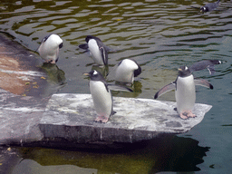 Gentoo Penguins at the Penguins Rock at the Edinburgh Zoo